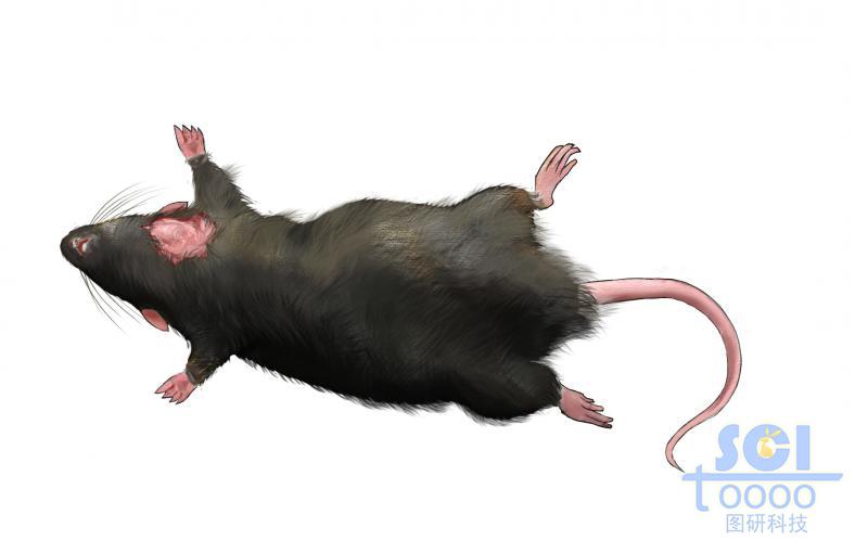 小黑鼠仰臥